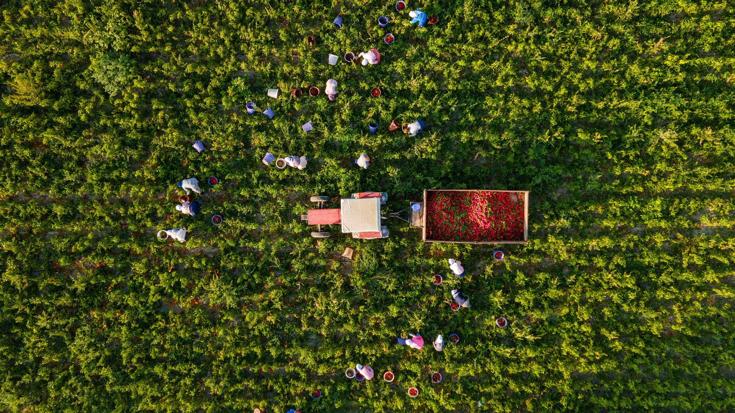 Aerial view of farmers harvesting produce with a tractor in a lush green field.