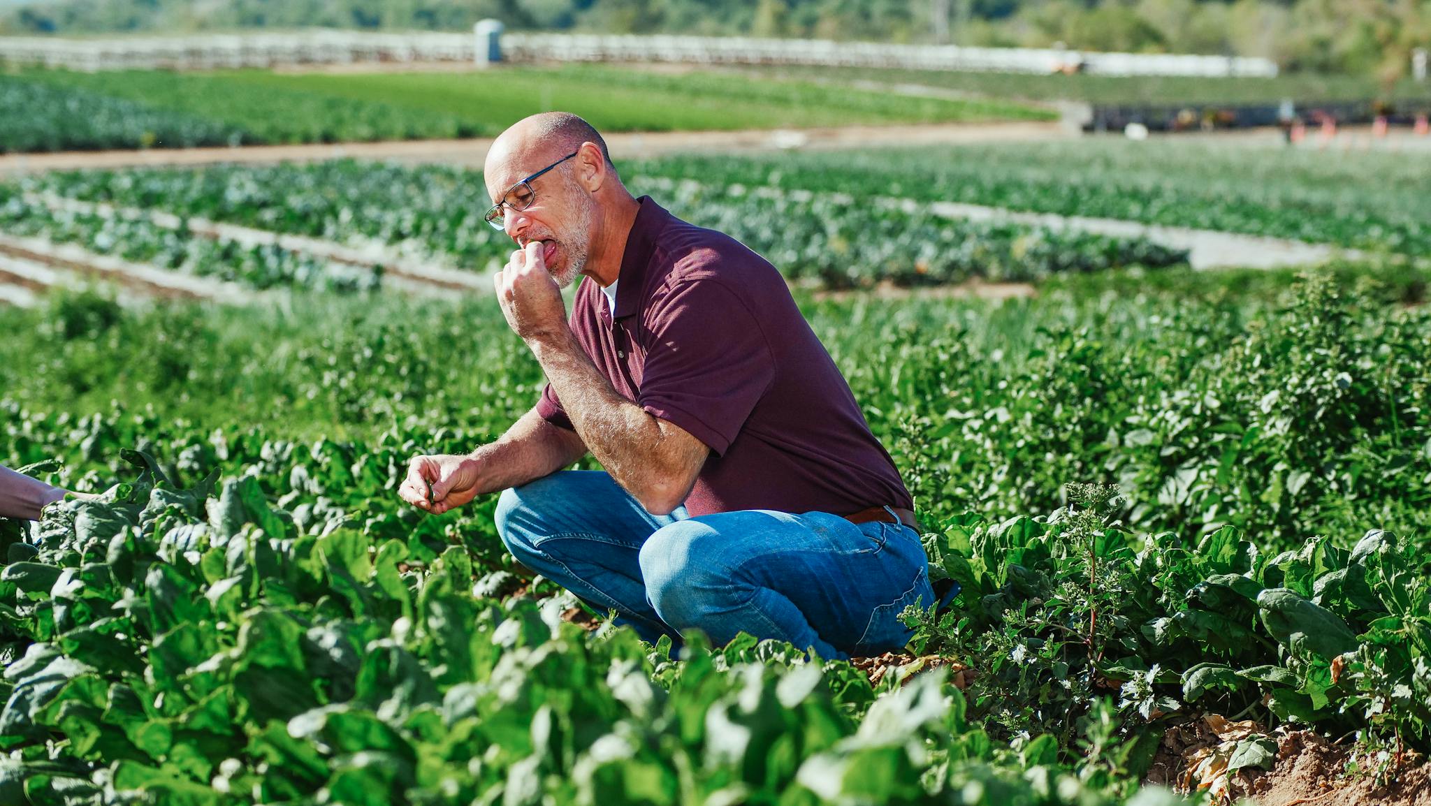 Elderly farmer tasting fresh spinach in a lush green field, symbolizing organic agriculture.